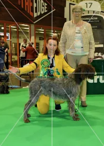 Best of Breed AV Imported Register KORTHALS GRIFFON Best of Breed AV Imported Register KORTHALS GRIFFON