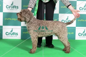 Best of Breed Crufts 2022 LAGOTTO ROMAGNOLO (IMP) Best of Breed Crufts 2022 LAGOTTO ROMAGNOLO (IMP)
