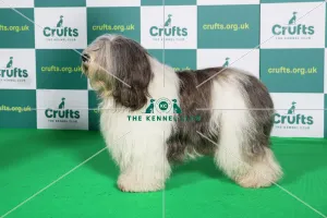 Best of Breed Crufts 2022 Polish Lowland Sheepdog Best of Breed Crufts 2022 Polish Lowland Sheepdog