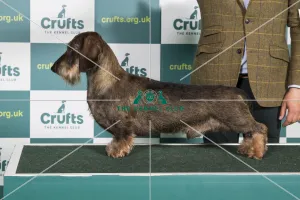 Best of Breed DACHSHUND (WIRE HAIRED) Crufts 2022 Best of Breed DACHSHUND (WIRE HAIRED) Crufts 2022