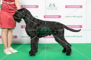 Best of Breed Giant Schnauzer Best of Breed Giant Schnauzer