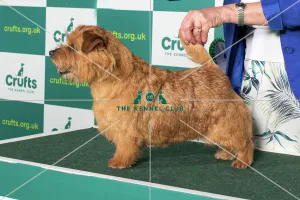 Best of Breed NORFOLK TERRIER Crufts 2022 Best of Breed NORFOLK TERRIER Crufts 2022