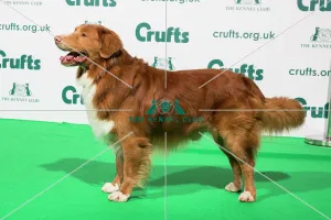 Best of Breed Nova Scotia Duck Tolling Retriever Crufts 2020 Best of Breed Nova Scotia Duck Tolling Retriever Crufts 2020