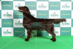 Best of Breed RETRIEVER (FLAT COATED) Crufts 2022 Best of Breed RETRIEVER (FLAT COATED) Crufts 2022