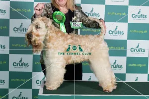 Best of Breed SOFT COATED WHEATEN TERRIER Crufts 2022 Best of Breed SOFT COATED WHEATEN TERRIER Crufts 2022