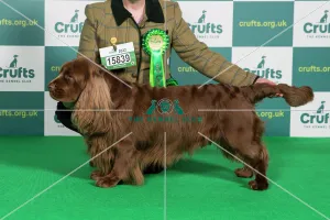 Best of Breed SPANIEL (SUSSEX) Crufts 2022 Best of Breed SPANIEL (SUSSEX) Crufts 2022
