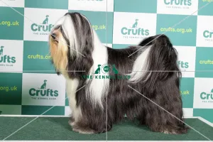 Best of Breed TIBETAN TERRIER Crufts 2022 Best of Breed TIBETAN TERRIER Crufts 2022