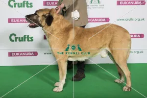 Best of Breed Winner ANATOLIAN SHEPHERD DOG Best of Breed Winner ANATOLIAN SHEPHERD DOG