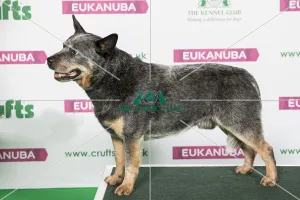 Best of Breed Winner AUSTRALIAN CATTLE DOG Best of Breed Winner AUSTRALIAN CATTLE DOG