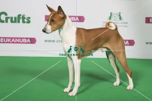 Best of Breed Winner BASENJI Best of Breed Winner BASENJI