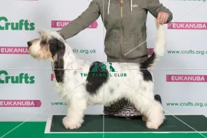 Best of Breed Winner BASSET GRIFFON VENDEEN (GRAND) Best of Breed Winner BASSET GRIFFON VENDEEN (GRAND)