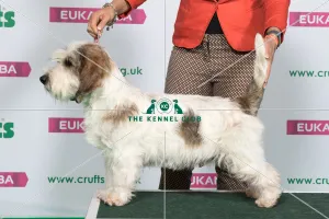 Best of Breed Winner BASSET GRIFFON VENDEEN (PETIT) Best of Breed Winner BASSET GRIFFON VENDEEN (PETIT)
