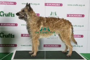 Best of Breed Winner BELGIAN SHEPHERD DOG (LAEKENOIS) (NONCC) Best of Breed Winner BELGIAN SHEPHERD DOG (LAEKENOIS) (NONCC)