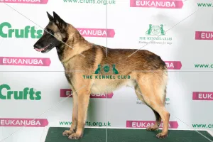 Best of Breed Winner BELGIAN SHEPHERD DOG (MALINOIS) Best of Breed Winner BELGIAN SHEPHERD DOG (MALINOIS)