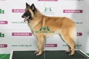 Crufts 2019/best breed winner belgian shepherd dog tervueren Crufts 2019/best breed winner belgian shepherd dog tervueren