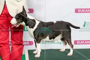 Best of Breed Winner BULL TERRIER (MINIATURE) Best of Breed Winner BULL TERRIER (MINIATURE)
