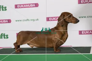 Best of Breed Winner DACHSHUND (SMOOTH HAIRED) Best of Breed Winner DACHSHUND (SMOOTH HAIRED)