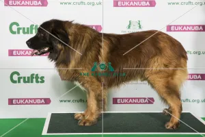 Best of Breed Winner ESTRELA MOUNTAIN DOG Best of Breed Winner ESTRELA MOUNTAIN DOG