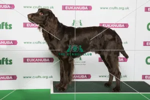 Best of Breed Winner GERMAN LONGHAIRED POINTER Best of Breed Winner GERMAN LONGHAIRED POINTER