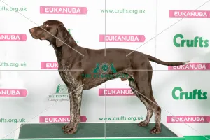 Best of Breed Winner GERMAN SHORTHAIRED POINTER Best of Breed Winner GERMAN SHORTHAIRED POINTER