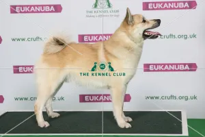 Best of Breed Winner NORWEGIAN BUHUND Best of Breed Winner NORWEGIAN BUHUND
