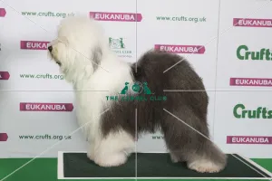 Best of Breed Winner OLD ENGLISH SHEEPDOG Best of Breed Winner OLD ENGLISH SHEEPDOG