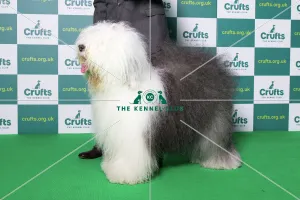 Best of Breed Winner Old English Sheepdog Crufts 2022 Best of Breed Winner Old English Sheepdog Crufts 2022