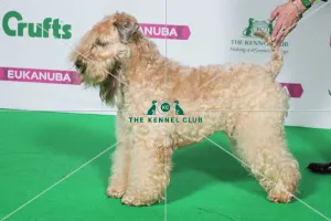 Best of Breed Winner SOFT COATED WHEATEN TERRIER Best of Breed Winner SOFT COATED WHEATEN TERRIER