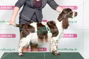 Best of Breed Winner SPANIEL (ENGLISH SPRINGER) Best of Breed Winner SPANIEL (ENGLISH SPRINGER)