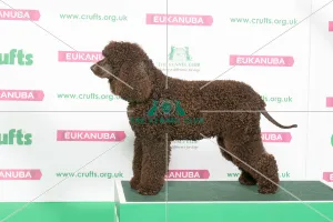Best of Breed Winner SPANIEL (IRISH WATER) Best of Breed Winner SPANIEL (IRISH WATER)