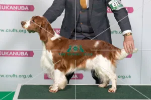 Best of Breed Winner SPANIEL (WELSH SPRINGER) Best of Breed Winner SPANIEL (WELSH SPRINGER)