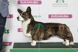 Best of Breed Winner WELSH CORGI (CARDIGAN) Best of Breed Winner WELSH CORGI (CARDIGAN)