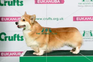 Best of Breed Winner WELSH CORGI (PEMBROKE) Best of Breed Winner WELSH CORGI (PEMBROKE)