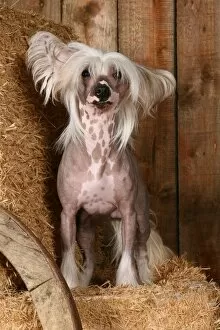 Images Dated 9th March 2007: Chinese Crested
