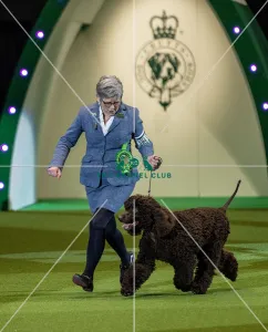Crufts 2019 - Best of Breed Crufts 2019 - Best of Breed