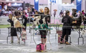 Crufts 2019 - Day Two, NEC, UK - 8 Mar 2019 Crufts 2019 - Day Two, NEC, UK - 8 Mar 2019