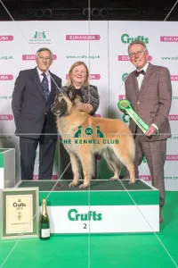 Pastoral Group Winner 2nd place BELGIAN SHEPHERD DOG (TERVUEREN) Pastoral Group Winner 2nd place BELGIAN SHEPHERD DOG (TERVUEREN)