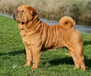 Images Dated 25th May 2007: Shar-Pei