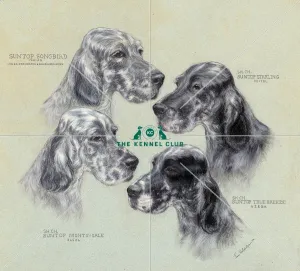 Suntop English Setters Suntop English Setters