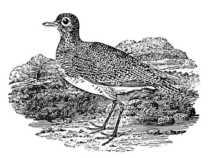 Thomas Bewick Artwork Prints: 0082184