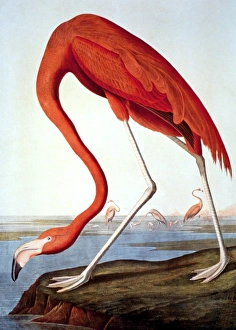 AMERICAN FLAMINGO (Phoenicopterus ruber). Lithograph, 1858, after John James Audubon AMERICAN FLAMINGO (Phoenicopterus ruber). Lithograph, 1858, after John James Audubon