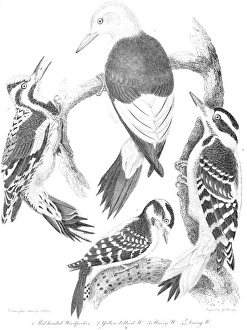 AMERICAN ORNITHOLOGY. 1. Red-headed woodpecker 2. Yellow-bellied woodpecker 3. Hairy woodpecker 4. Downy woodpecker AMERICAN ORNITHOLOGY. 1. Red-headed woodpecker 2. Yellow-bellied woodpecker 3. Hairy woodpecker 4. Downy woodpecker