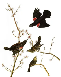 AUDUBON: BLACKBIRD, (1827). Red-winged Blackbird, or red-winged Starling (Agelaius phoeniceus) AUDUBON: BLACKBIRD, (1827). Red-winged Blackbird, or red-winged Starling (Agelaius phoeniceus)