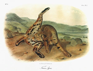 AUDUBON: BOBCAT. A female Texas bobcat, or spotted lynx (Lynx rufus texensis). Lithograph AUDUBON: BOBCAT. A female Texas bobcat, or spotted lynx (Lynx rufus texensis). Lithograph