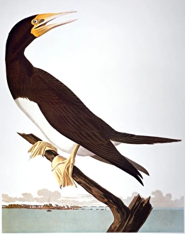 AUDUBON: BOOBY. Brown Booby (Sula leucogaster), from John James Audubons Birds of America, 1827-1838 AUDUBON: BOOBY. Brown Booby (Sula leucogaster), from John James Audubons Birds of America, 1827-1838