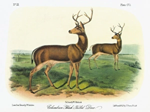 AUDUBON: DEER. Two male Columbian black-tailed deer (Odocoileus hemionus columbianus) AUDUBON: DEER. Two male Columbian black-tailed deer (Odocoileus hemionus columbianus)