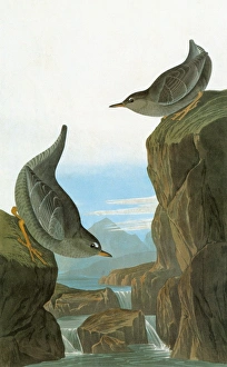 AUDUBON: DIPPER. American Dipper, or Water Ouzel (Cinclus mexicanus) AUDUBON: DIPPER. American Dipper, or Water Ouzel (Cinclus mexicanus)
