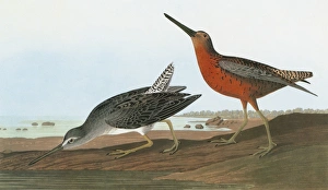 AUDUBON: DOWITCHER. Short-billed Dowitcher, or Red-breasted Snipe (Limnodromus griseus) AUDUBON: DOWITCHER. Short-billed Dowitcher, or Red-breasted Snipe (Limnodromus griseus)