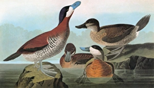 AUDUBON: DUCK. Ruddy Duck (Oxyura jamaicensis) AUDUBON: DUCK. Ruddy Duck (Oxyura jamaicensis)
