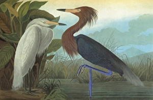 AUDUBON: EGRET. Reddish Egret (Egretta rufescens) AUDUBON: EGRET. Reddish Egret (Egretta rufescens)